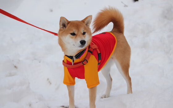 -速度与荣耀，赛道、绿茵与热土的三重突破